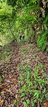 Plants: image 19 Of 208 Thumb